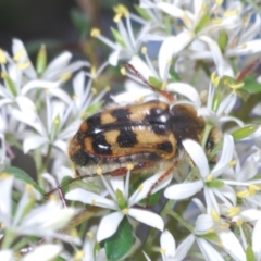 Clithria eucnemis at Tennent, ACT - 31 Jan 2022