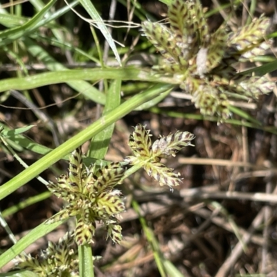 Cyperus sanguinolentus (A Sedge) at Namadgi National Park - 28 Jan 2022 by JaneR