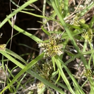 Cyperus sanguinolentus at Mount Clear, ACT - 28 Jan 2022 02:50 PM