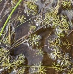 Ranunculus inundatus (River Buttercup) at Mount Clear, ACT - 28 Jan 2022 by JaneR