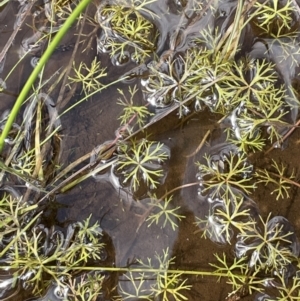 Ranunculus inundatus at Mount Clear, ACT - 28 Jan 2022