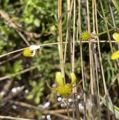 Ranunculus inundatus at Mount Clear, ACT - 28 Jan 2022