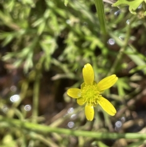 Ranunculus inundatus at Mount Clear, ACT - 28 Jan 2022