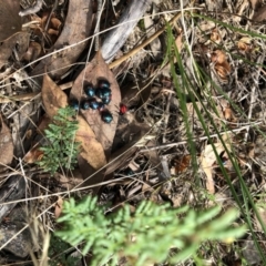 Choerocoris paganus (Ground shield bug) at Point 5595 - 2 Feb 2022 by julesS