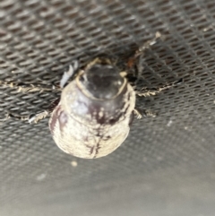 Unidentified Beetle (Coleoptera) (TBC) at Mutchilba, QLD - 2 Feb 2022 by Tiina
