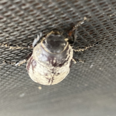 Unidentified Beetle (Coleoptera) at Mutchilba, QLD - 2 Feb 2022 by Tiina