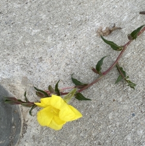 Oenothera indecora subsp. bonariensis at Jerrabomberra, NSW - 3 Feb 2022 09:07 AM