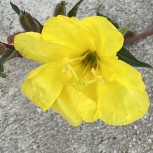 Oenothera indecora subsp. bonariensis at Jerrabomberra, NSW - 3 Feb 2022 09:07 AM