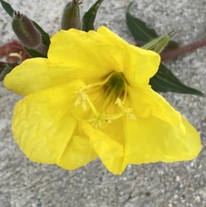 Oenothera indecora subsp. bonariensis at Jerrabomberra, NSW - 3 Feb 2022 09:07 AM