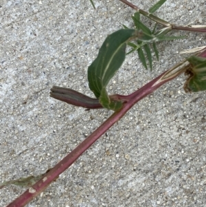 Oenothera indecora subsp. bonariensis at Jerrabomberra, NSW - 3 Feb 2022 09:07 AM