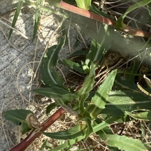 Oenothera indecora subsp. bonariensis at Jerrabomberra, NSW - 3 Feb 2022 09:07 AM