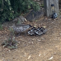 Chenonetta jubata (Australian Wood Duck) at Jerrabomberra, NSW - 3 Feb 2022 by SteveBorkowskis