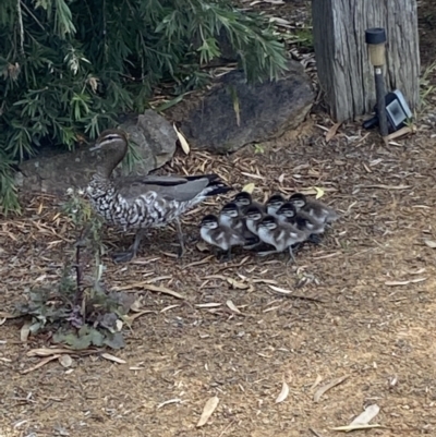 Chenonetta jubata (Australian Wood Duck) at Jerrabomberra, NSW - 2 Feb 2022 by Steve_Bok