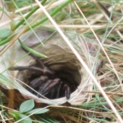 Arbanitis sp. (genus) (A spiny trapdoor spider) at Namadgi National Park - 1 Feb 2022 by Christine
