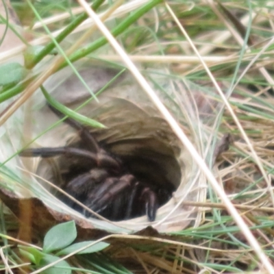 Arbanitis sp. (genus) (A spiny trapdoor spider) at Cotter River, ACT - 1 Feb 2022 by Christine