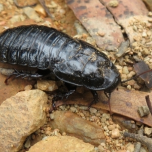 Panesthia australis at Cotter River, ACT - 1 Feb 2022