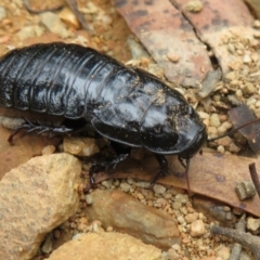 Panesthia australis (Common wood cockroach) at Cotter River, ACT - 1 Feb 2022 by Christine