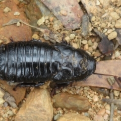 Panesthia australis at Cotter River, ACT - 1 Feb 2022