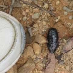 Panesthia australis at Cotter River, ACT - 1 Feb 2022