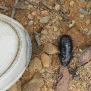 Panesthia australis at Cotter River, ACT - 1 Feb 2022