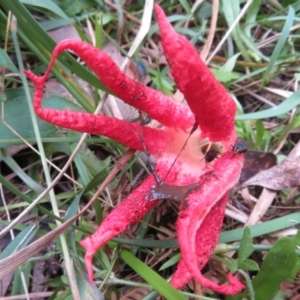 Clathrus archeri at Cotter River, ACT - suppressed