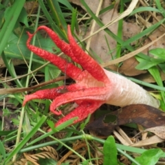 Clathrus archeri at Cotter River, ACT - suppressed