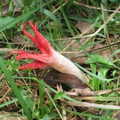 Clathrus archeri at Cotter River, ACT - suppressed