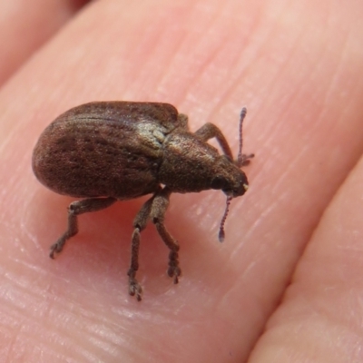 Gonipterus sp. (genus) (Eucalyptus Weevil) at Namadgi National Park - 1 Feb 2022 by Christine