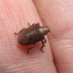 Gonipterus sp. (genus) at Cotter River, ACT - 1 Feb 2022 02:05 PM