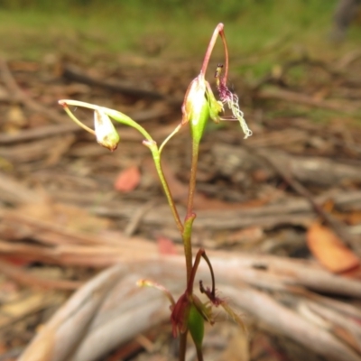 Thynninorchis huntianus (Common Elbow Orchid) at Namadgi National Park - 1 Feb 2022 by Christine