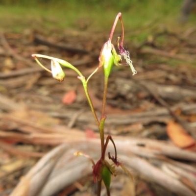 Thynninorchis huntianus (Common Elbow Orchid) by Christine