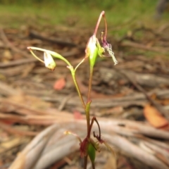Thynninorchis huntianus (Common Elbow Orchid) at Cotter River, ACT - 1 Feb 2022 by Christine