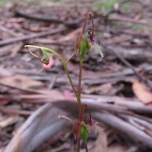 Thynninorchis huntianus at suppressed - 1 Feb 2022