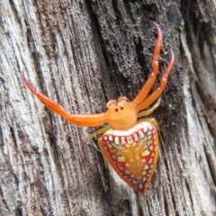 Arkys walckenaeri (Triangle spider) at Cotter River, ACT - 1 Feb 2022 by Christine