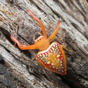 Arkys walckenaeri at Cotter River, ACT - 1 Feb 2022 02:47 PM