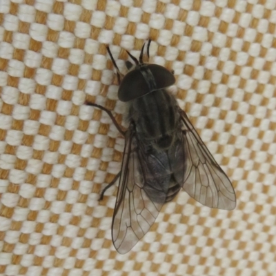 Dasybasis sp. (genus) (A march fly) at Namadgi National Park - 1 Feb 2022 by Christine