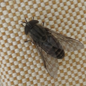 Dasybasis sp. (genus) at Cotter River, ACT - 1 Feb 2022