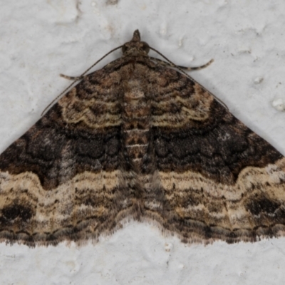 Epyaxa sodaliata (Sodaliata Moth, Clover Moth) at Melba, ACT - 20 Nov 2021 by kasiaaus