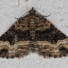 Epyaxa sodaliata (Sodaliata Moth, Clover Moth) at Melba, ACT - 20 Nov 2021 by kasiaaus