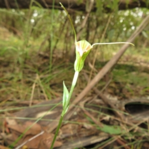 Diplodium decurvum at Cotter River, ACT - 1 Feb 2022