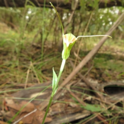 Diplodium decurvum (Summer greenhood) at Cotter River, ACT - 1 Feb 2022 by Christine