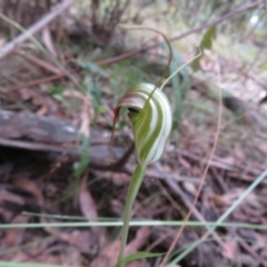 Diplodium decurvum at Cotter River, ACT - 1 Feb 2022