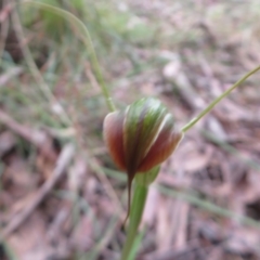 Diplodium decurvum at Cotter River, ACT - 1 Feb 2022