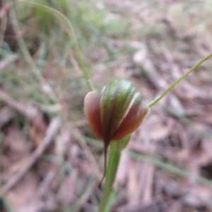 Diplodium decurvum at Cotter River, ACT - 1 Feb 2022