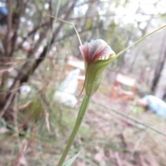 Diplodium decurvum at Cotter River, ACT - 1 Feb 2022