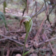 Diplodium decurvum at Cotter River, ACT - 1 Feb 2022