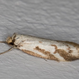 Philobota cretacea at Melba, ACT - 21 Nov 2021 11:13 AM