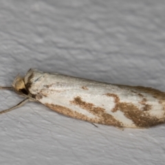 Philobota cretacea (A concealer moth) at Melba, ACT - 21 Nov 2021 by kasiaaus
