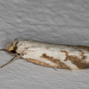 Philobota cretacea at Melba, ACT - 21 Nov 2021