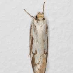 Philobota cretacea at Melba, ACT - 21 Nov 2021